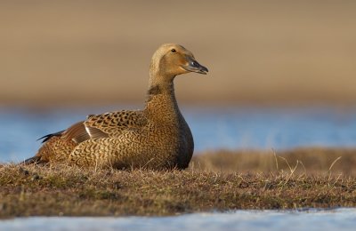 King eider / Koningseider
