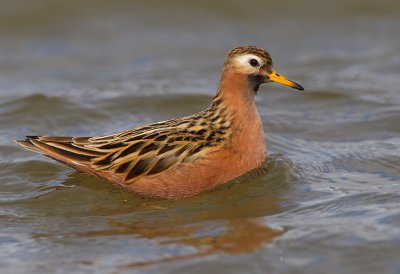Grey Phalarope / Rosse Franjepoot