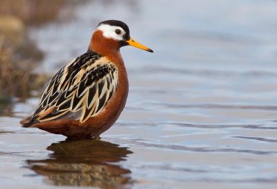 Grey Phalarope / Rosse Franjepoot