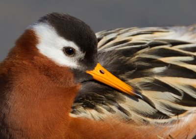 Grey Phalarope / Rosse Franjepoot