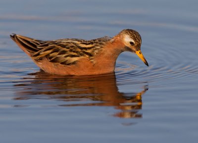 Grey Phalarope / Rosse Franjepoot