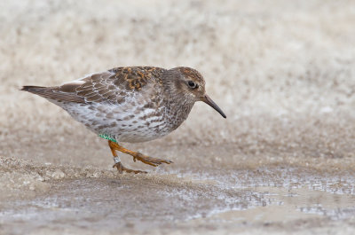 Purple Sandpiper / Paarse Strandloper