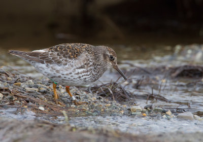 Purple Sandpiper / Paarse Strandloper