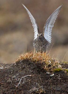 Purple Sandpiper / Paarse Strandloper