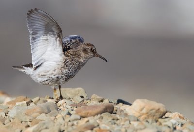Purple Sandpiper / Paarse Strandloper