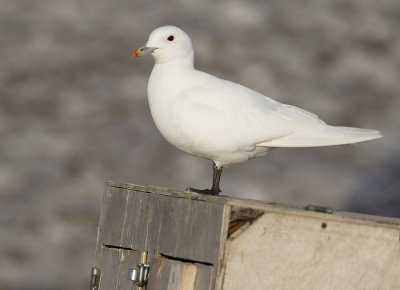 Ivory gull / Ivoormeeuw