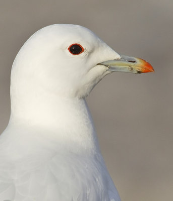 Ivory gull / Ivoormeeuw