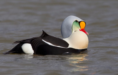 King eider / Koningseider
