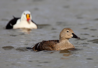 King eider / Koningseider