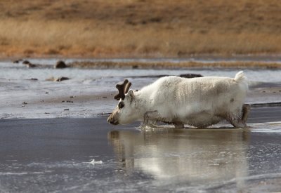 Svalbard reindeer / Spitsbergen rendier