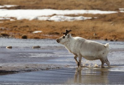 Svalbard reindeer / Spitsbergen rendier