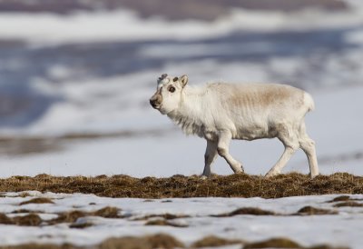 Svalbard reindeer / Spitsbergen rendier