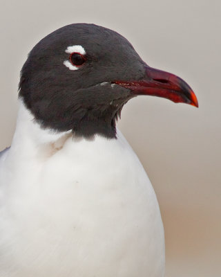 Laughing gull / Lachmeeuw