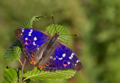 Lesser purple emperor / Kleine weerschijnvlinder