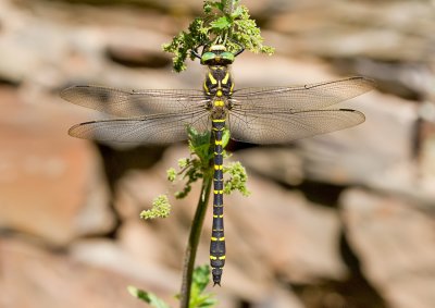 Golden-ringed dragonfly / Gewone bronlibel