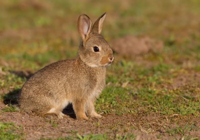 Rabbit / Konijn