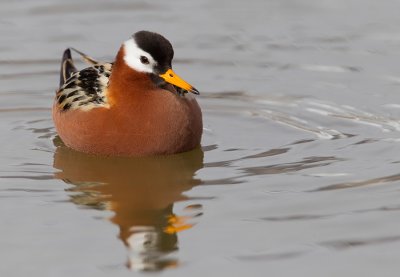 Grey Phalarope / Rosse Franjepoot