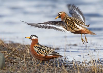 Grey Phalarope / Rosse Franjepoot