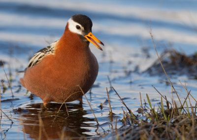 Grey Phalarope / Rosse Franjepoot