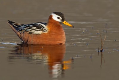 Grey Phalarope / Rosse Franjepoot