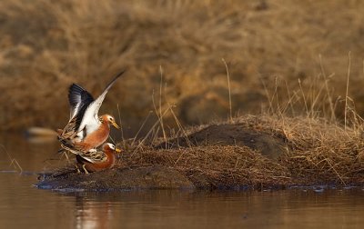 Grey Phalarope / Rosse Franjepoot