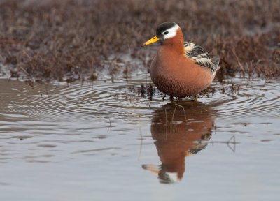 Grey Phalarope / Rosse Franjepoot