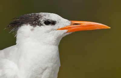 Royal tern / Koningsstern (T. m. maximus)