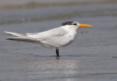 African Royal tern / Afrikaanse Koningsstern (T. m. albididorsalis)