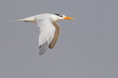 African Royal tern / Afrikaanse Koningsstern (T. m. albididorsalis)