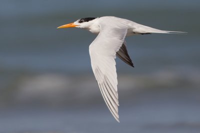 African Royal tern / Afrikaanse Koningsstern (T. m. albididorsalis)