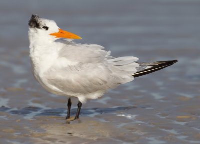 Royal tern / Koningsstern (T. m. maximus)