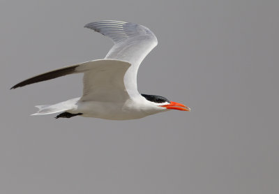 Caspian tern / Reuzenstern