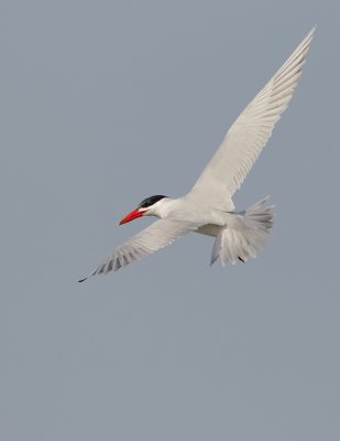Caspian tern / Reuzenstern