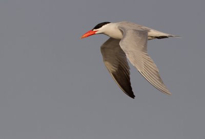 Caspian tern / Reuzenstern