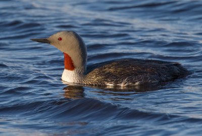 Red-throated Diver / Roodkeelduiker