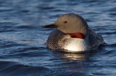 Red-throated Diver / Roodkeelduiker
