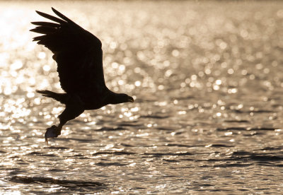 White-tailed eagle / Zeearend