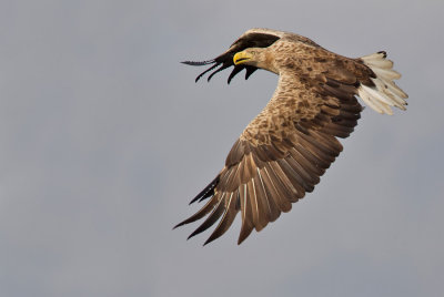 White-tailed eagle / Zeearend