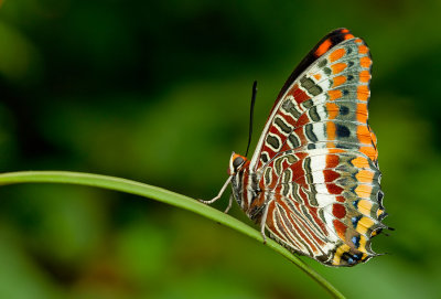 Two-tailed Pasha / Pasja