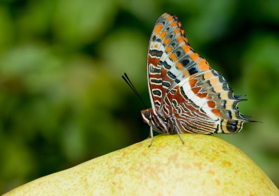 Two-tailed Pasha / Pasja