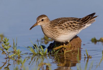 Pectoral sandpiper / Gestreepte strandloper