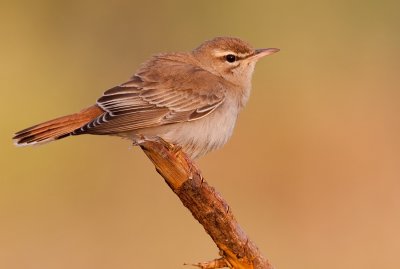 Eastern Rufous-tailed Scrub-Robin / Oostelijke Rosse Waaierstaart