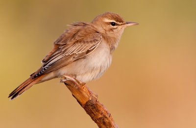 Eastern Rufous-tailed Scrub-Robin / Oostelijke Rosse Waaierstaart