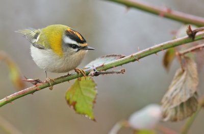 Firecrest / Vuurgoudhaan