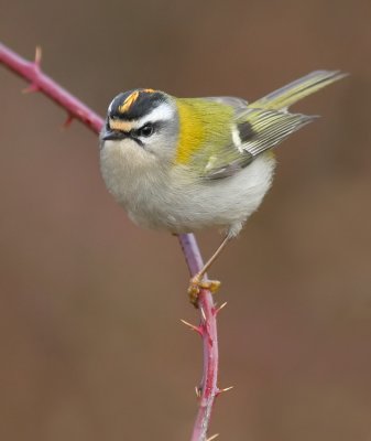 Firecrest / Vuurgoudhaan