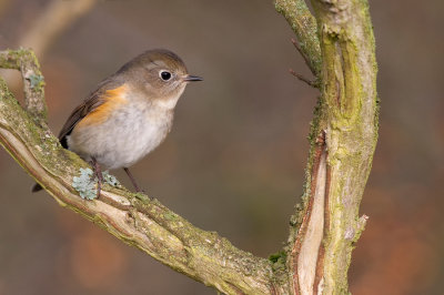 Red-flanked Bluetail / Blauwstaart