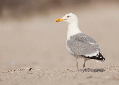 Herring gull / Zilvermeeuw