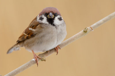 Treesparrow / Ringmus