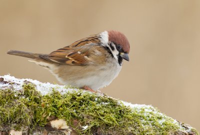 Treesparrow / Ringmus