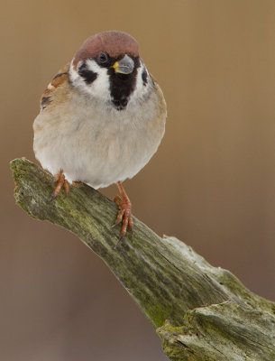 Treesparrow / Ringmus